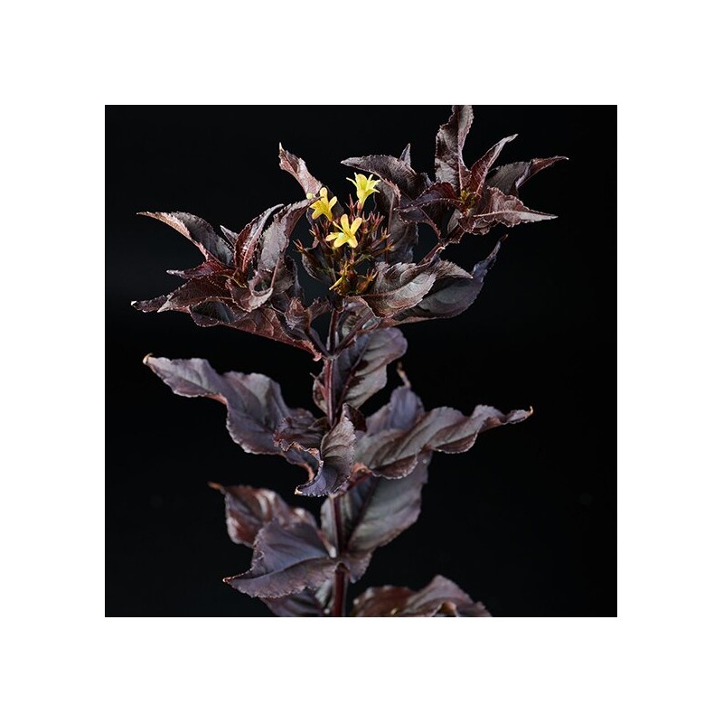 copy of Djervila, sēdlapu ,,Butterfly,, /diervilla sessifolia/ - C3 kont.