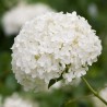 Hortenzija, medlievinė ,,Annabelle,, /Hydrangea arborescens/ - P9 kont.