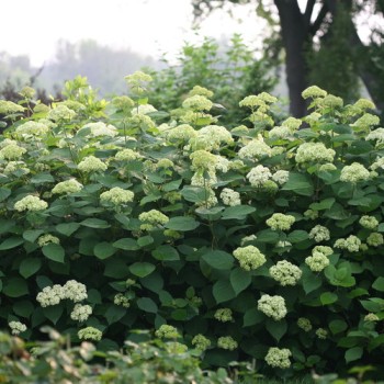 Hortenzija, kokveida ,,Lime Rickey®,,  /Hydrangea arborescens/ - C5 kont.