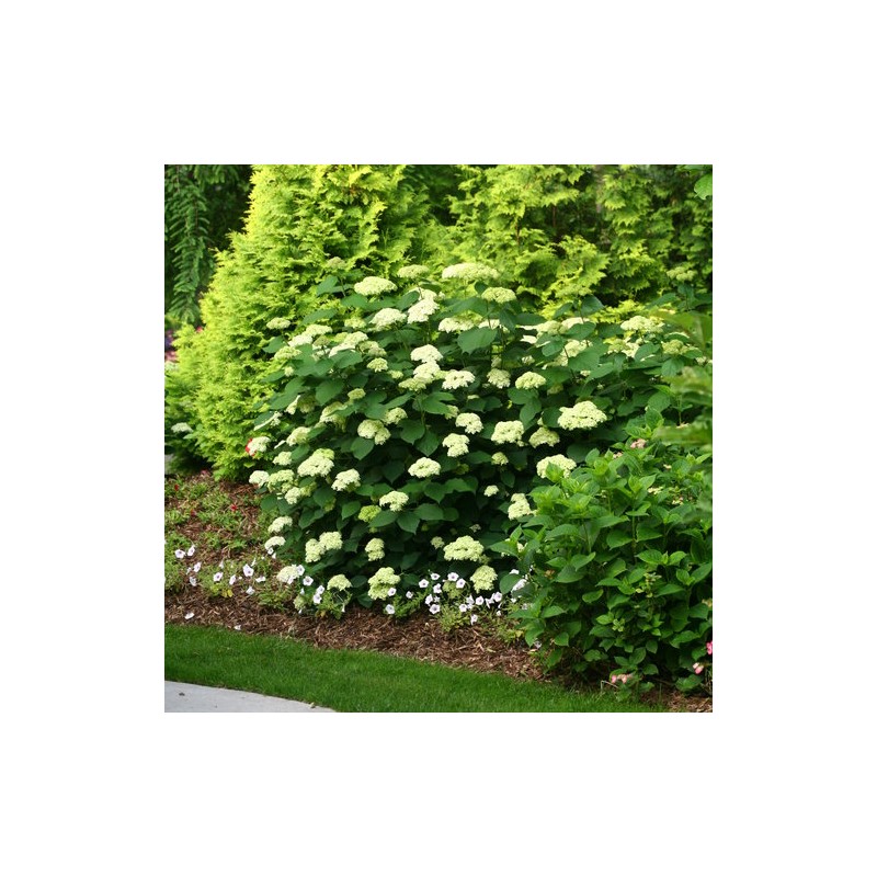 copy of Hortenzija, medlievinė ,,Candybelle Marshmallow,,  /Hydrangea arborescens/ - P9 kont.