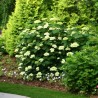 Hortenzija, kokveida ,,Lime Rickey®,,  /Hydrangea arborescens/ - C5 kont. - JŪNIJS