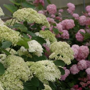 copy of Hortenzija, medlievinė ,,Candybelle Marshmallow,,  /Hydrangea arborescens/ - P9 kont.