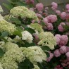 Hortenzija, kokveida ,,Lime Rickey®,,  /Hydrangea arborescens/ - C5 kont.
