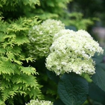 copy of Hortenzija, medlievinė ,,Candybelle Marshmallow,,  /Hydrangea arborescens/ - P9 kont.