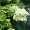 copy of Hortenzija, medlievinė ,,Candybelle Marshmallow,,  /Hydrangea arborescens/ - P9 kont.