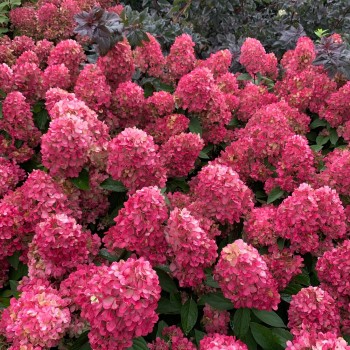 Hortenzija, skarainā ,,Bonfire,, /Hydrangea paniculata/ - C7 kont.