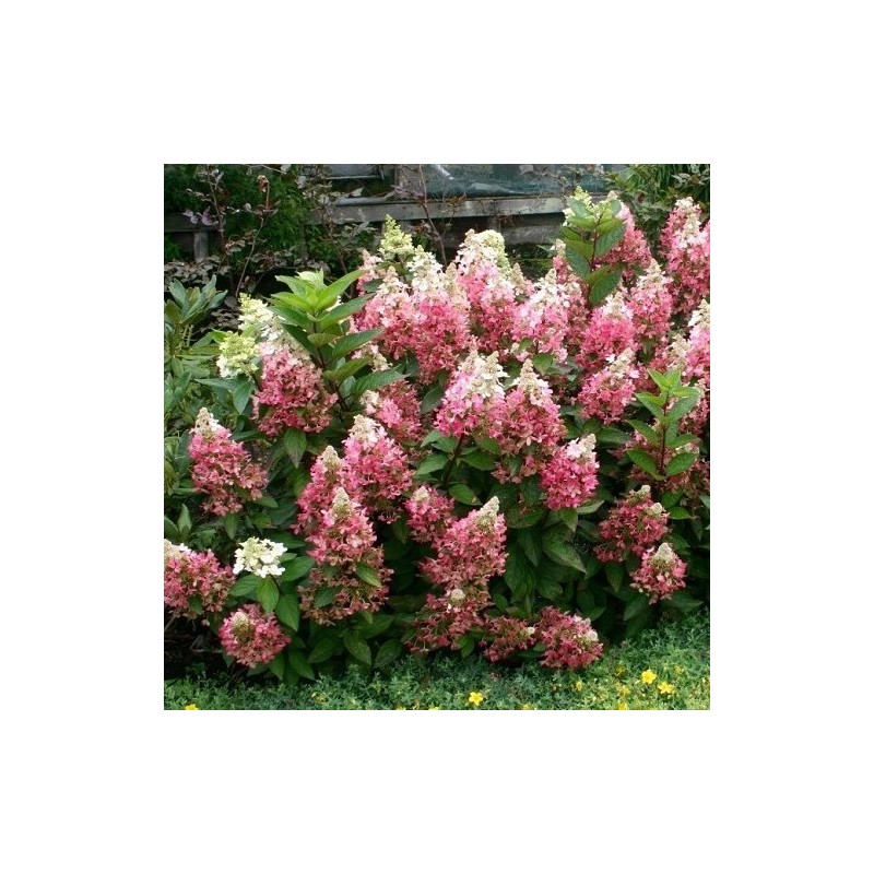 copy of Hortenzija, šluotelinė ,,Candlelight,, /Hydrangea paniculata/ - P9 kont.