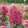 Hortenzija, skarainā ,,Limelight Prime®,, /Hydrangea paniculata/ - C5 kont. - JŪNIJS