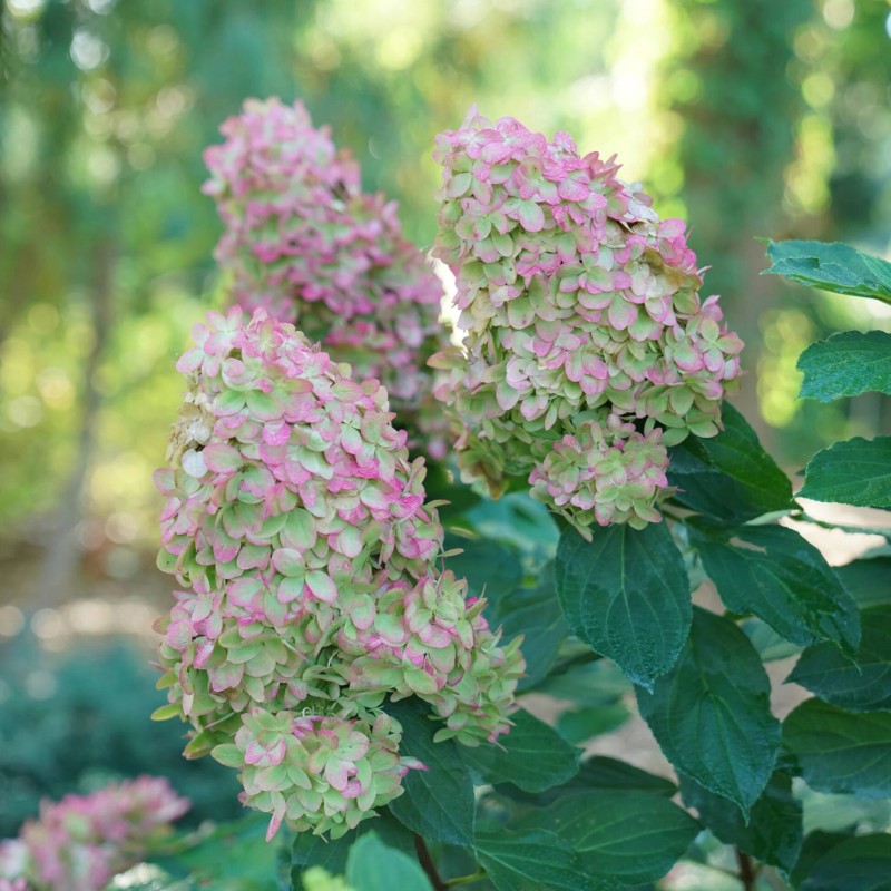 copy of Hortenzija, šluotelinė ,,Candlelight,, /Hydrangea paniculata/ - P9 kont.