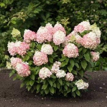 copy of Hortenzija, skarainā ,,Candlelight,, /Hydrangea paniculata/ - P9 kont.