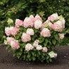 Hortenzija, skarainā ,,Living 'Colourful Cocktail®,, /Hydrangea paniculata/ - C3 kont.