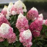 Hortenzija, skarainā ,,Living 'Colourful Cocktail®,, /Hydrangea paniculata/ - C3 kont.