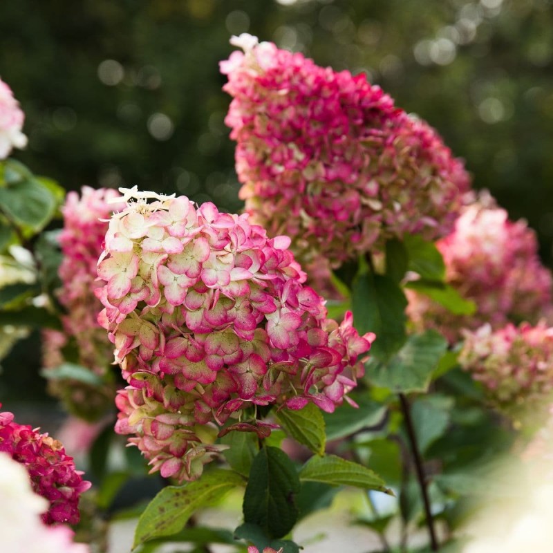 Hortenzija, skarainā ,,Living 'Colourful Cocktail®,, /Hydrangea paniculata/ - C5 kont. - JŪNIJS