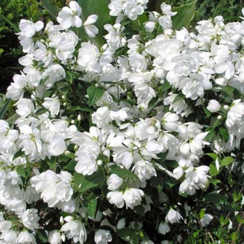copy of Filadelfs-jasmīns, parastais ,,Snowbelle,,/Philadelphus coronarius/- P9 kont.