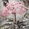 Plūškoks, melnais “Black lace" /sambucus nigra/ - C2,5 kont. - JŪNIJS