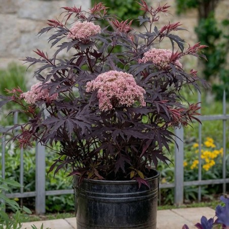copy of Plūškoks, melnais “Black lace" /sambucus nigra/ - P12 kont.