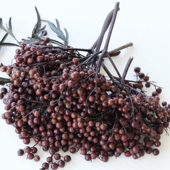 Plūškoks, melnais “Black lace" /sambucus nigra/ - C7,5 kont.