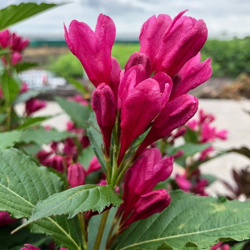 copy of Veigela 'All Summer Peach' /weigela/ - P9 kont.