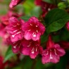 copy of Veigela 'All Summer Peach' /weigela/ - P9 kont.