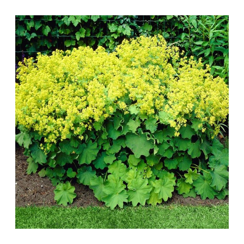 Rasaskrēsliņš, mīkstais  "Robustica"  /Alchemilla mollis/ - C1 kont. - JŪNIJS