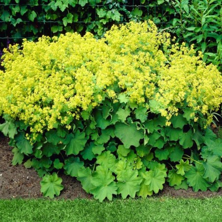 Rasaskrēsliņš, mīkstais  "Robustica"  /Alchemilla mollis/ - C1 kont.