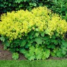 Rasaskrēsliņš, mīkstais  "Robustica"  /Alchemilla mollis/ - C1 kont.