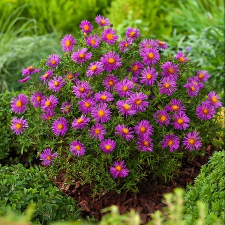 Astere "Alice Haslam" /aster/ - C1 kont. - JŪNIJS