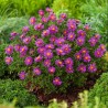 Astere "Alice Haslam" /aster/ - C1 kont.