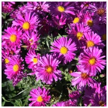 Astere "Kassel" /aster/ -...