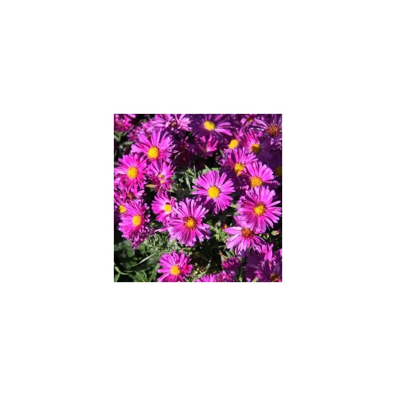 Astere "Kassel" /aster/ - C1 kont.