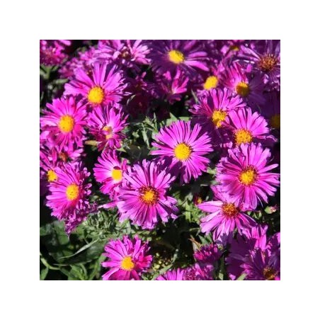 Astere "Kassel" /aster/ - C1 kont. - JŪNIJS