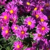 Astere "Kassel" /aster/ - C1 kont.