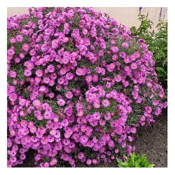 Astere "Kassel" /aster/ - C1 kont. - JŪNIJS