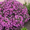 Astere "Kassel" /aster/ - C1 kont.