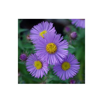 Astere "Barr's Blue" /aster/ - C1 kont. - JŪNIJS