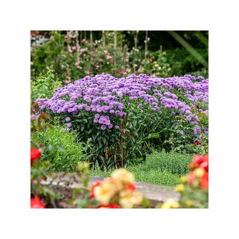 Astere "Barr's Blue" /aster/ - C1 kont. - JŪNIJS