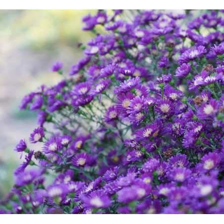 Astere "Midnight Sky" /aster/ - C1 kont.