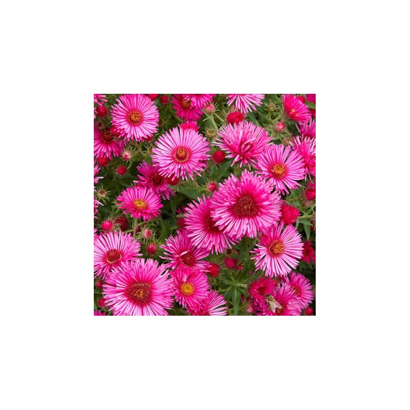 Astere "Royal Ruby" /aster/ - C1 kont. - JŪNIJS