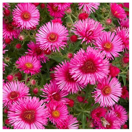 Astere "Royal Ruby" /aster/ - C1 kont. - JŪNIJS