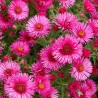 Astere "Royal Ruby" /aster/ - C1 kont. - JŪNIJS