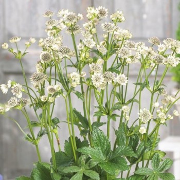Astrancija, lielā "Star of Billion" /astrantia major./ - C1 kont.