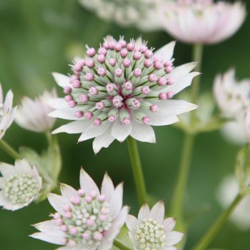 Astrancija, lielā "Star of Billion" /astrantia major./ - C1 kont.