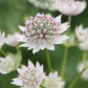 Astrancija, lielā "Star of Billion" /astrantia major./ - C1 kont.