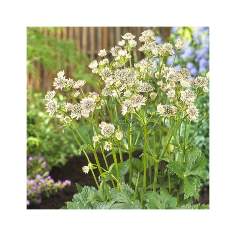 Astrancija, lielā "Star of Billion" /astrantia major./ - C1 kont.