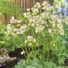 Astrancija, lielā "Star of Billion" /astrantia major./ - C1 kont.