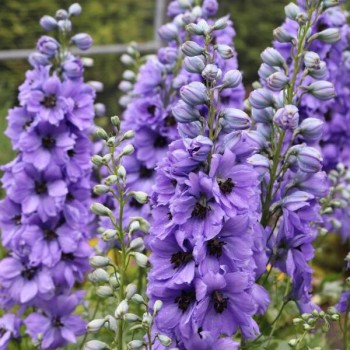 copy of Rasaskrēsliņš,...