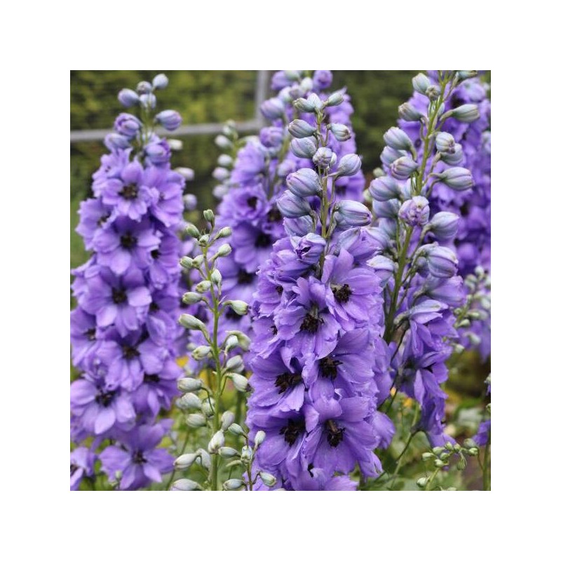 Delfīnija "Evening Light" /delphinium ela./ - C1.5 kont.