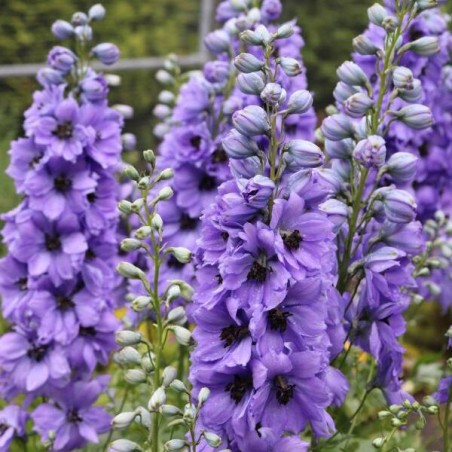 Delfīnija "Evening Light" /delphinium ela./ - C1.5 kont. - JŪNIJS