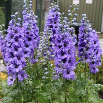 Delfīnija "Evening Light" /delphinium ela./ - C1.5 kont.