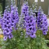 Delfīnija "Evening Light" /delphinium ela./ - C1.5 kont.